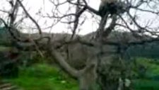 Aladağ Dayılar Köyü
