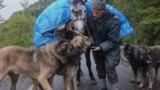 yayla göçü ve karadeniz dağ köpekleri