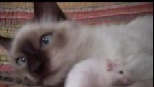 kedi fare aşkı