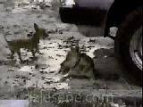 Şirin köpek , şirin bakış