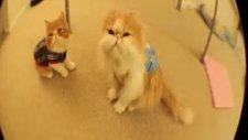 kedi ölü numarası yapıyor
