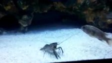 mbuna tank