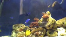 deniz akvaryumu --marine aquarium--