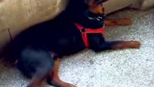 rottweiler saldırı eğitimi