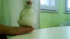 java finch yavrusu2