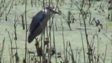 gece balıkçılı,çakırbeyli köyü,Nycticorax nycticor