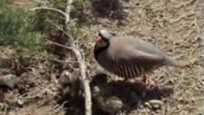 kınalı keklik ve yavruları,Alectoris chukar,çakırb