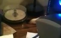 meraklı kedi