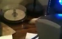 meraklı kedi