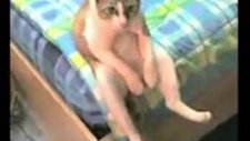 efkarlı kedi