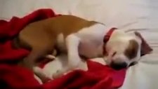 rüyasında gülen köpek uyanınca utanıyo