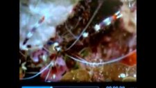 Wd Tv Live 19201080 Full Hd Mkv 40mbps Çözünürlük