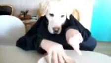yarı insan yarı köpek izleyin