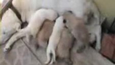kangal akbaş ve pitbul