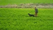 kurzhaar av köpeği ferma eğitimi