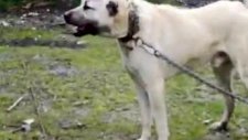 kangal