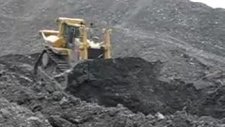 Dozer Cat