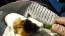 cavia