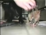 Kedi