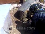 köpek yavruları_2
