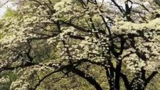 Unuttum Kimdi O