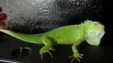 iguana.