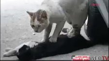 kediden ölen eşine hayata döndürme kalp masajı...!