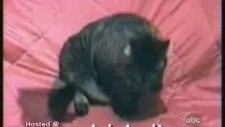 konuşan kedi