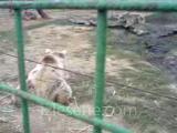 karacabey ayı çifliği
