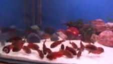 tropeus red chimba