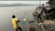 50 kiloluk dev pirana gördünüzmü ?