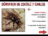 dünyadaki en zehirli canlılar
