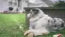 Alemci Köpek Komik Videolar