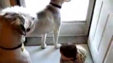 bebeği güldüren köpekler