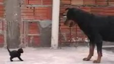 rottweiler cinsi kopekten korkmayan yavru kedi