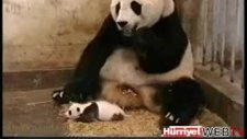 anne panda çok korktu