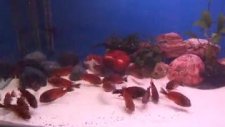 tropeus red chimba