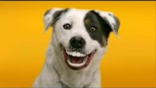 takma dişli köpekler!