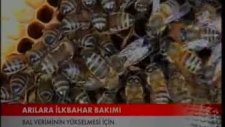 samsun kavak arıcılık