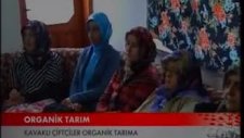 samsun kavak organik tarım