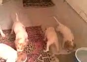 Betty ve Rex Yavruları
