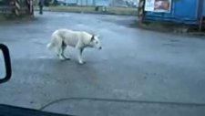 bu köpeğin cinsi tekno