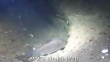 Sudak Ve Yayın Balığı
