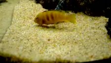 pseudotropheus saulosi çiftleşme