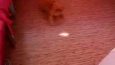 bir kedi nasıl çıldırtılır izleyelim