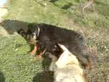 kangal ve rottweiler oynuyor
