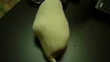 göbiş2