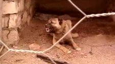 kangal 4