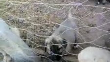 kangal7