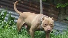 pitbull türkiye 2